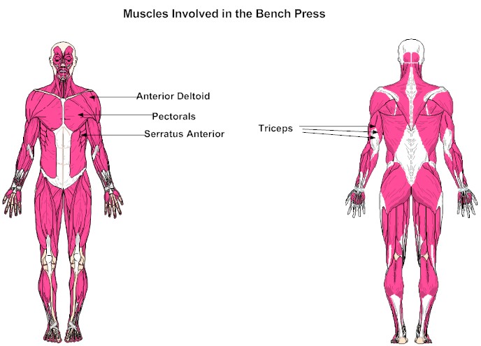 Muscles Involved in the Bench Press
